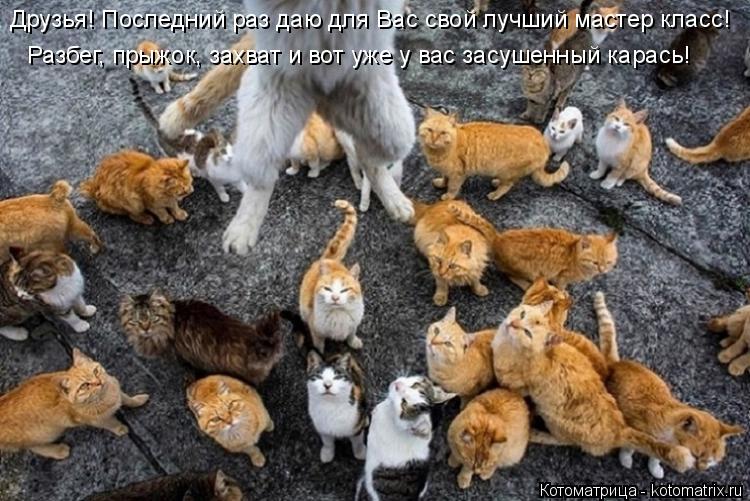 Котоматрица: Разбег, прыжок, захват и вот уже у вас засушенный карась! Друзья! Последний раз даю для Вас свой лучший мастер класс!