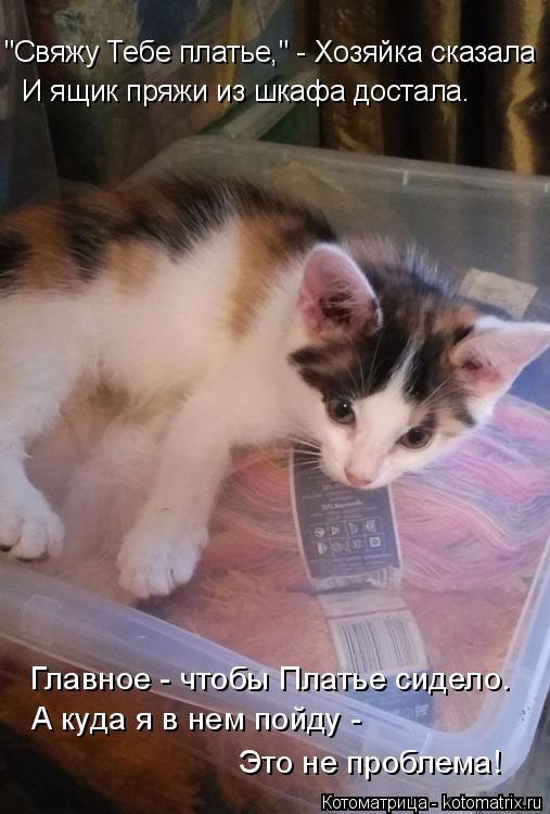 Котоматрица: "Свяжу Тебе платье," - Хозяйка сказала  И ящик пряжи из шкафа достала. Главное - чтобы Платье сидело. А куда я в нем пойду -  Это не проблема!