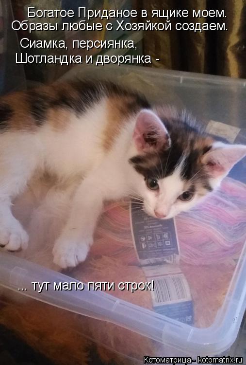 Котоматрица: Богатое Приданое в ящике моем. Образы любые с Хозяйкой создаем. Сиамка, персиянка, Шотландка и дворянка - ... тут мало пяти строк!
