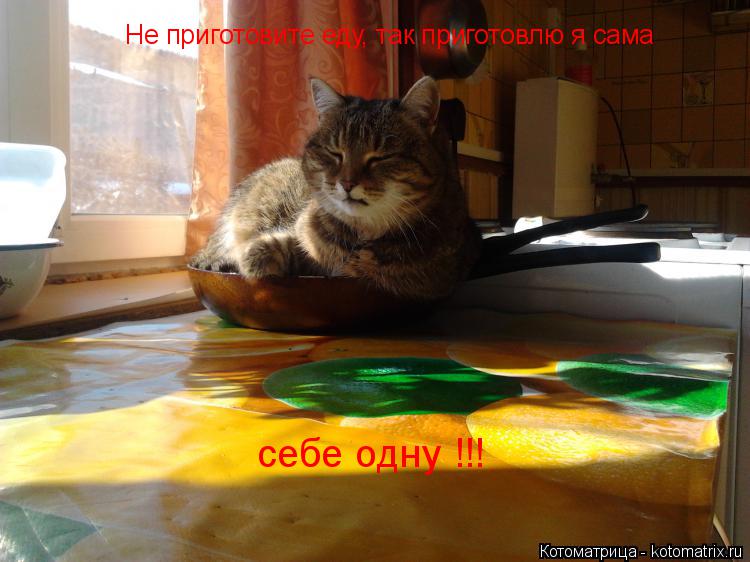 Котоматрица: Не приготовите еду, так приготовлю я сама Не приготовите еду, так приготовлю я сама себе одну !!!