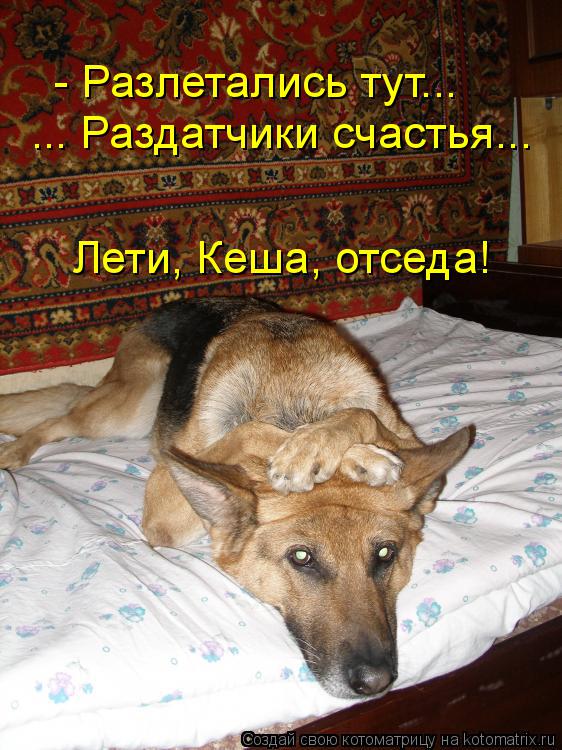 Котоматрица: - Разлетались тут... ... Раздатчики счастья... Лети, Кеша, отседа!