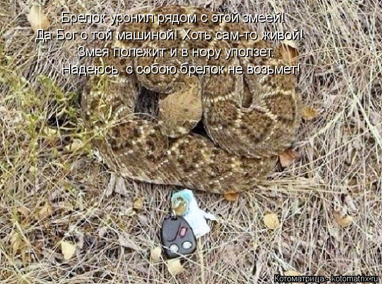 Котоматрица: Брелок уронил рядом с этой змеей! Да Бог с той машиной! Хоть сам-то живой!  Надеюсь  с собою брелок не возьмет! Змея полежит и в нору уползет.