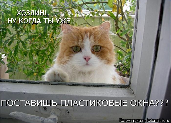 Котоматрица: ХОЗЯИН! НУ КОГДА ТЫ УЖЕ ПОСТАВИШЬ ПЛАСТИКОВЫЕ ОКНА???
