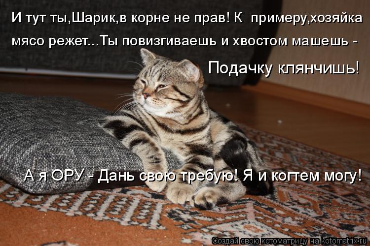 Котоматрица: И тут ты,Шарик,в корне не прав! К  примеру,хозяйка мясо режет...Ты повизгиваешь и хвостом машешь - Подачку клянчишь! А я ОРУ - Дань свою требую! 