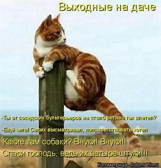 Котоматрица: Выходные на даче -Ты от соседских бультерьеров на столб ретиво так влетел? -Ещё чего! Своих высматривал, поприветствовать хотел Какие там со