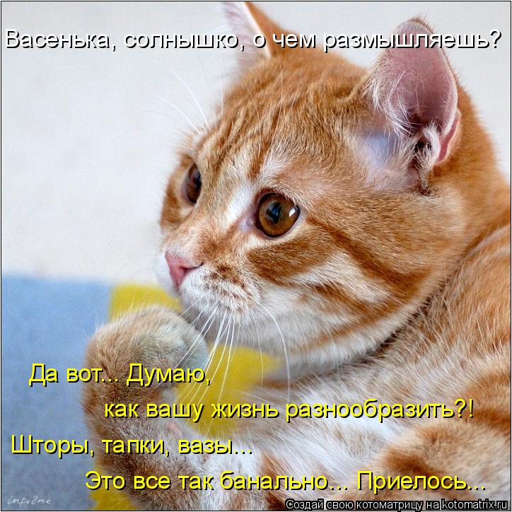 Васенька, солнышко, о чем размышляешь? Да вот... Думаю, как вашу жизнь разнообразить?! Шторы, тапки,... Котоматрица: Васенька, солнышко, о чем размышляешь? Да вот... Думаю, как вашу жизнь разнообразить?! Шторы, тапки, вазы... Это все так банально... Приелось...