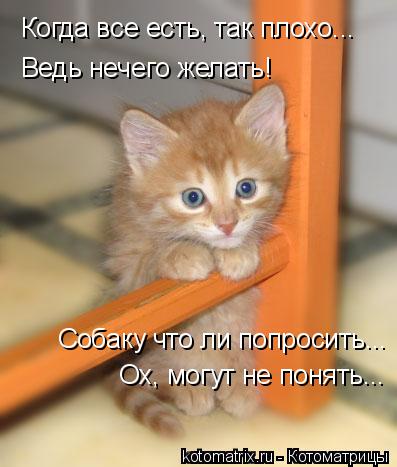 Когда все есть, так плохо... Ведь нечего желать! Ох, могут не понять... Собаку что ли попросить...... Котоматрица: Когда все есть, так плохо... Ведь нечего желать! Ох, могут не понять... Собаку что ли попросить...