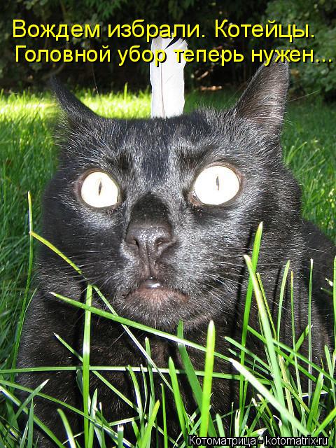 Котоматрица: Вождем избрали. Котейцы. Головной ую Головной убор теперь нужен...