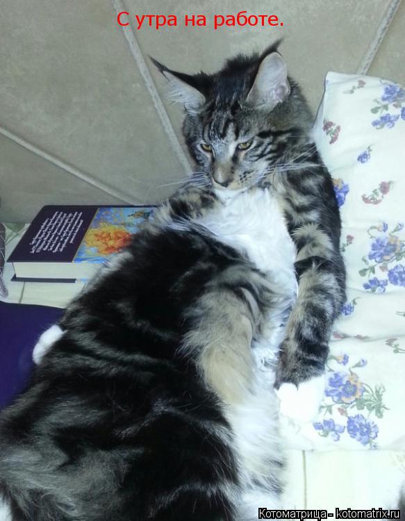 Котоматрица: С утра на работе.