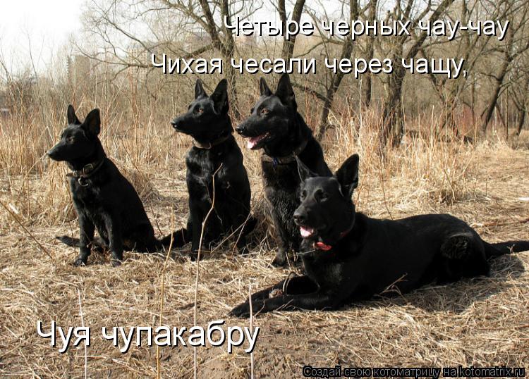 Котоматрица: Четыре черных чау-чау Чихая чесали через чащу, Чуя чупакабру