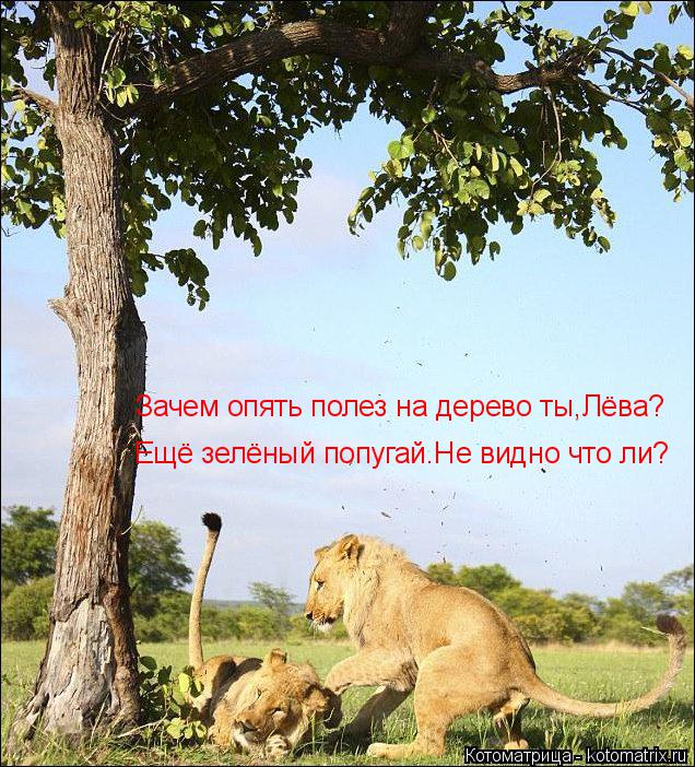 Котоматрица: Ещё зелёный попугай.Не видно что ли? Зачем опять полез на дерево ты,Лёва?