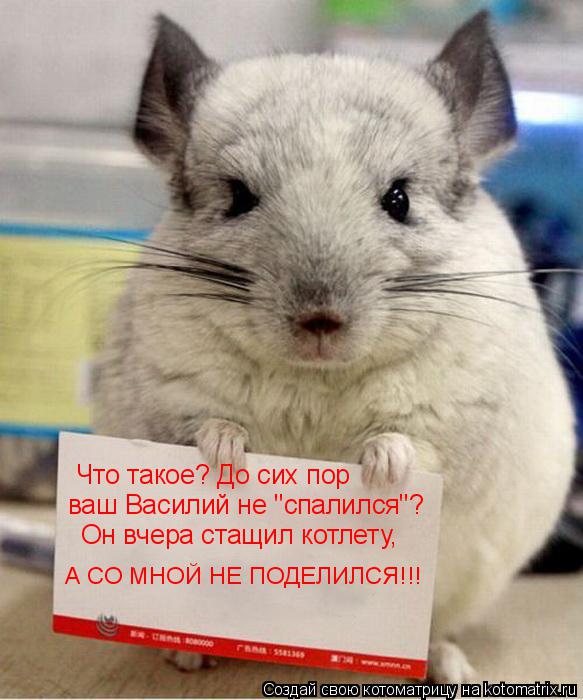 Котоматрица: Что такое? До сих пор  ваш Василий не "спалился"? Он вчера стащил котлету, А СО МНОЙ НЕ ПОДЕЛИЛСЯ!!!
