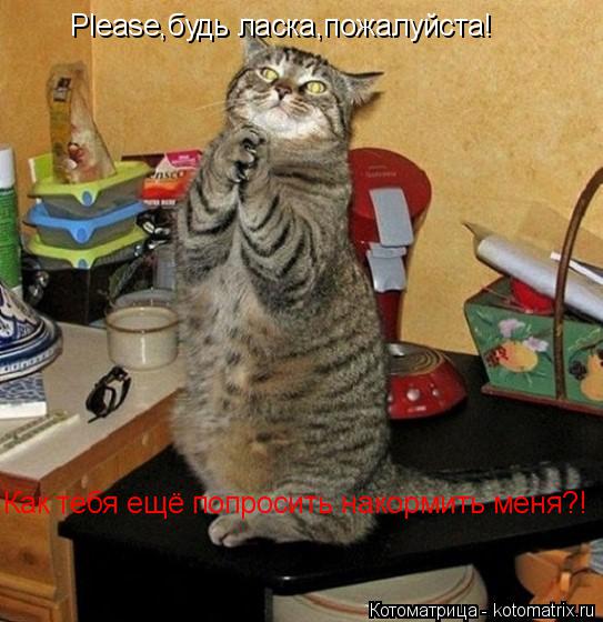 Котоматрица: Please,будь ласка,пожалуйста!  Как тебя ещё попросить накормить меня?!