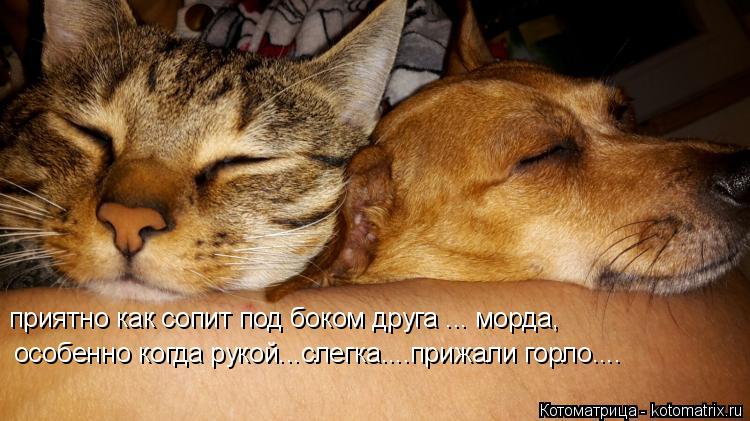 Котоматрица: приятно как сопит под боком друга ... морда, особенно когда рукой...слегка....прижали горло....