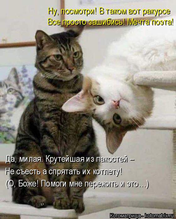 Котоматрица: Ну, посмотри! В таком вот ракурсе Все просто зашибись! Мечта поэта! Да, милая. Крутейшая из пакостей – Не съесть а спрятать их котлету! (О, Бож