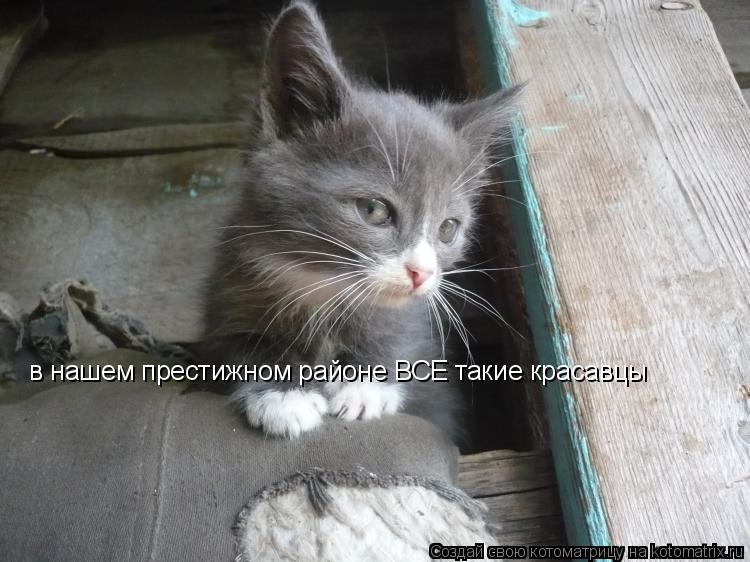 Котоматрица: в нашем престижном районе ВСЕ такие красавцы