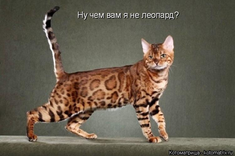 Котоматрица: Ну чем вам я не леопард?