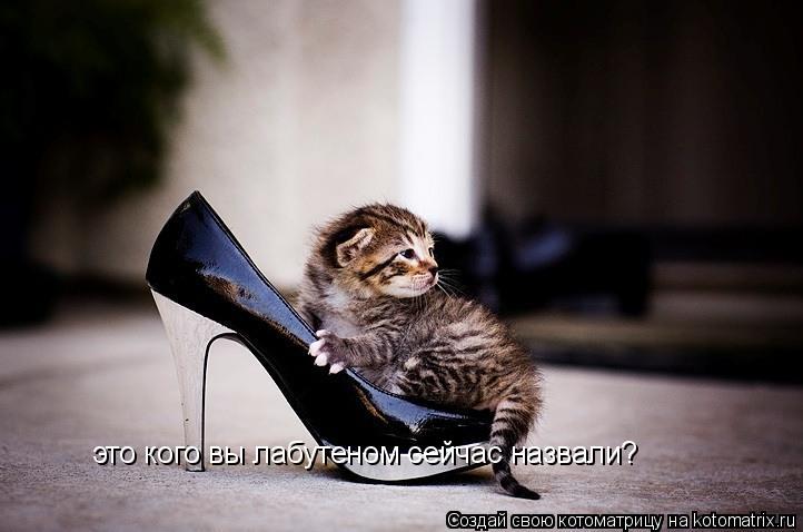 Котоматрица: это кого вы лабутеном сейчас назвали?