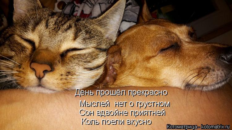 Котоматрица: День прошёл прекрасно  Мыслей  нет о грустном Сон вдвойне приятней  Коль поели вкусно