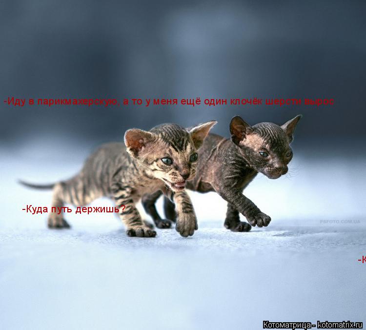 Котоматрица: -Иду в парикмахерскую, а то у меня ещё один клочёк шерсти вырос -Куда путь держишь? -Куда путь держишь?
