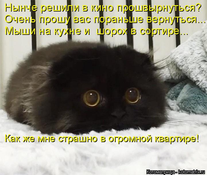Котоматрица: Нынче решили в кино прошвырнуться? Очень прошу вас пораньше вернуться... Мыши на кухне и  шорох в сортире... Как же мне страшно в огромной квар