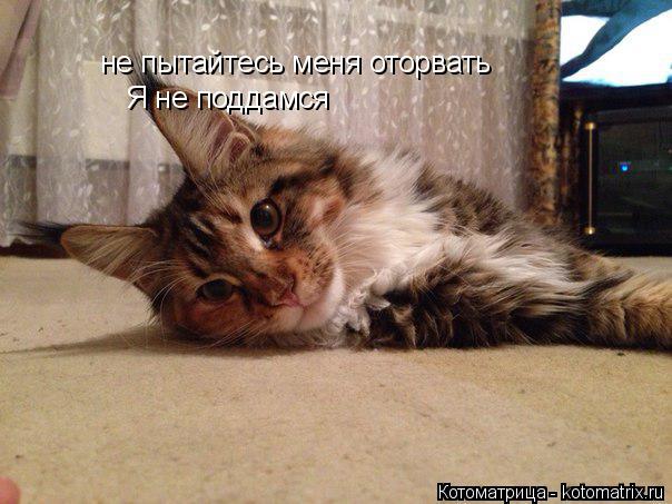 Котоматрица: не пытайтесь меня оторвать не пытайтесь меня оторвать Я не поддамся Я не поддамся