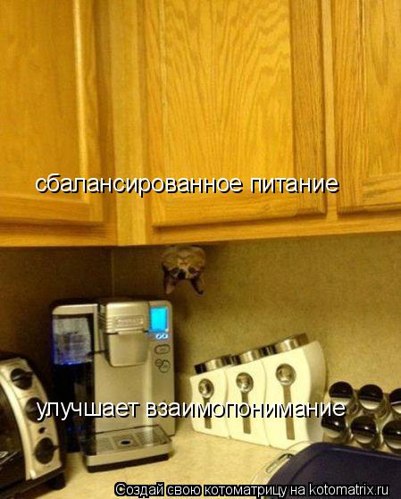 Котоматрица: сбалансированное питание улучшает взаимопонимание