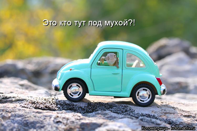 Котоматрица: Это кто тут под мухой?!