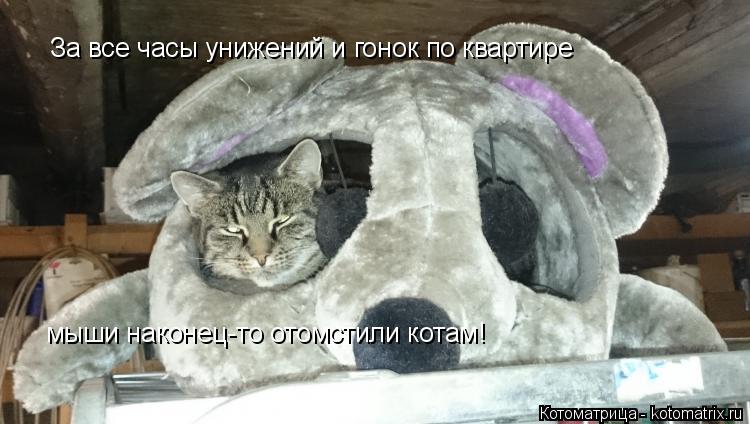 Котоматрица: За все часы унижений и гонок по квартире  мыши наконец-то отомстили котам!