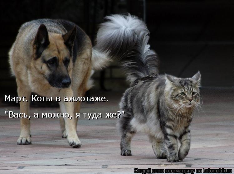 "Вась, а можно, я туда же?" Март. Коты в ажиотаже.... Котоматрица: "Вась, а можно, я туда же?" Март. Коты в ажиотаже.