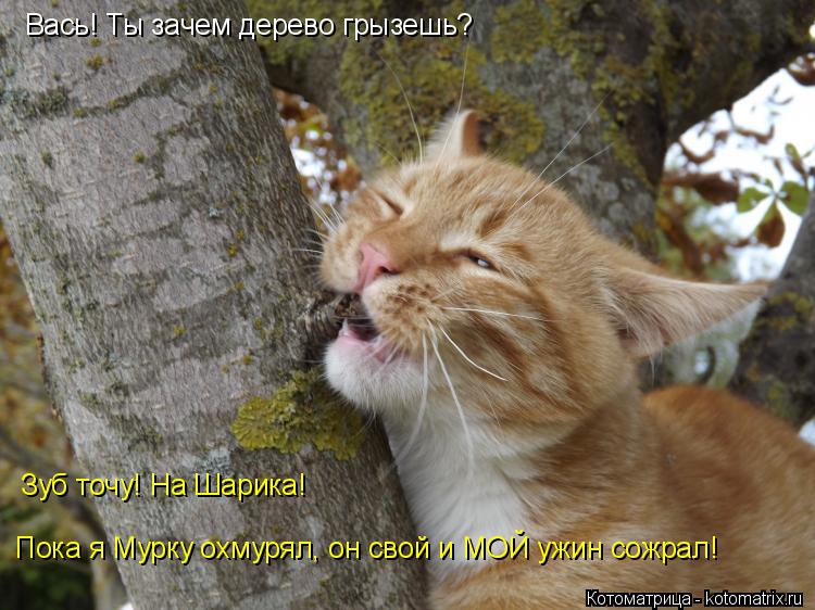 Котоматрица: Вась! Ты зачем дерево грызешь? Зуб точу! На Шарика!  Пока я Мурку охмурял, он свой и МОЙ ужин сожрал!