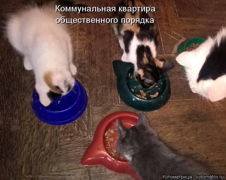 Котоматрица: Коммунальная квартира общественного порядка