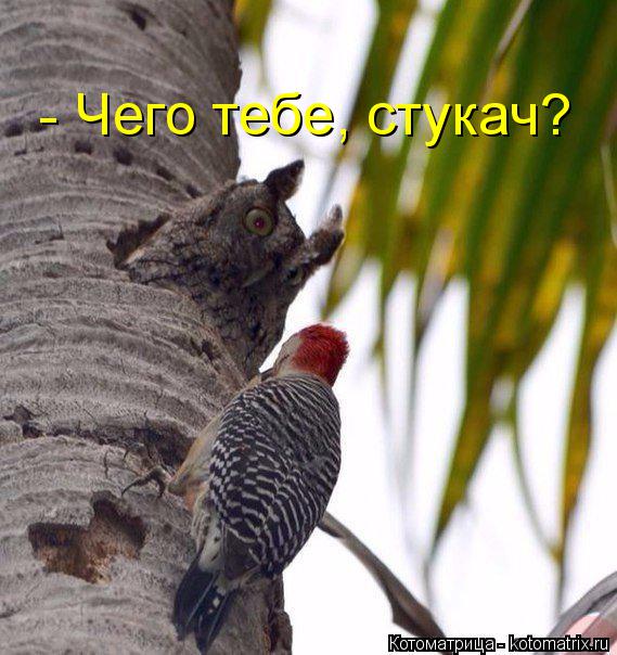 Котоматрица: - Чего тебе, стукач?