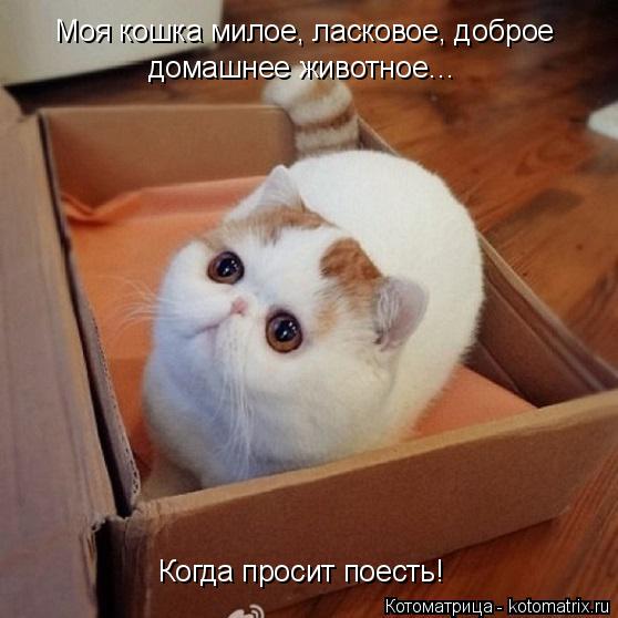 Котоматрица: Моя кошка милое, ласковое, доброе домашнее животное… Когда просит поесть!