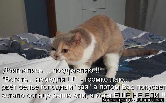 Котоматрица: Доигрались.... поздравляю !! "Встать... немедля !!!"  - громко лаю... рвёт бельё голодный "зая",а потом Вас покусает встало солнце выше ели, а коты ЕЩ
