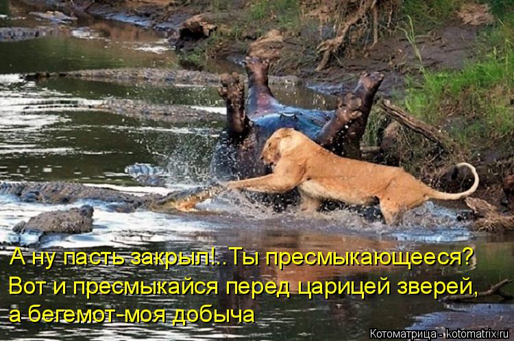 Котоматрица: Вот и пресмыкайся перед царицей зверей, а бегемот-моя добыча А ну пасть закрыл!..Ты пресмыкающееся?