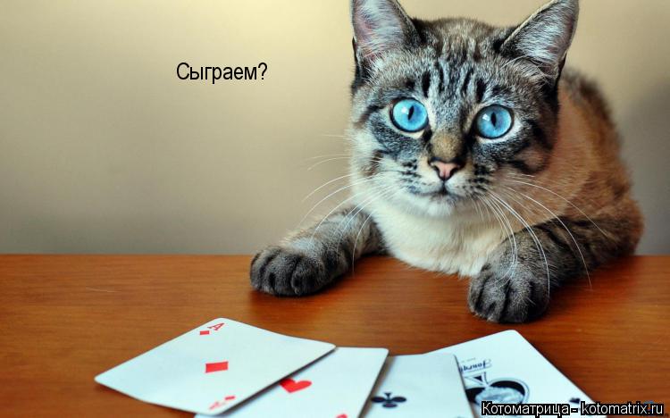 Котоматрица: Сыграем?