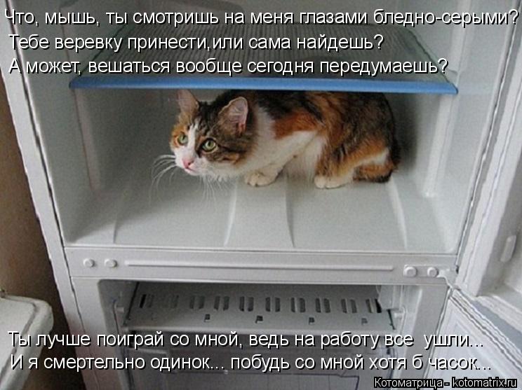 Котоматрица: Тебе веревку принести,или сама найдешь? А может, вешаться вообще сегодня передумаешь? Что, мышь, ты смотришь на меня глазами бледно-серыми? И