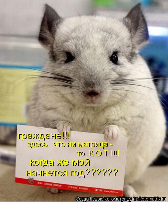 Котоматрица: здесь   что ни матрица -  то  К О Т !!!! когда же мой  начнется год?????? граждане!!!