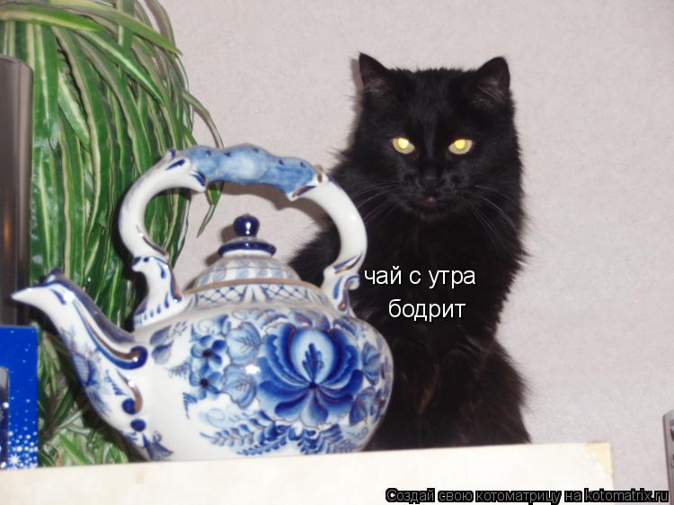 Котоматрица: чай с утра бодрит
