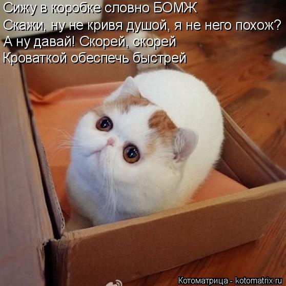 Котоматрица: Сижу в коробке словно БОМЖ Кроваткой обеспечь быстрей А ну давай! Скорей, скорей Скажи, ну не кривя душой, я не него похож?