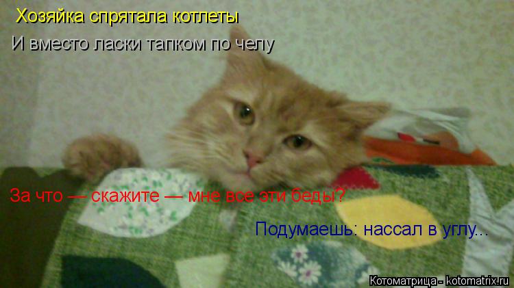 Котоматрица: Хозяйка спрятала котлеты И вместо ласки тапком по челу   За что — скажите — мне все эти беды? Подумаешь: нассал в углу...