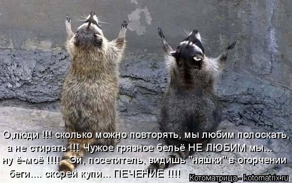 Котоматрица: О,люди !!! сколько можно повторять, мы любим полоскать,  а не стирать !!! Чужое грязное бельё НЕ ЛЮБИМ мы... ну ё-моё !!!!   Эй, посетитель, видишь "ня