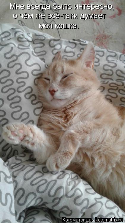 Котоматрица: Мне всегда было интересно, о чём же всё-таки думает моя кошка.