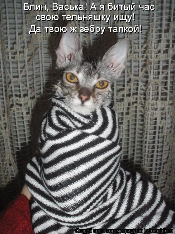 Котоматрица: Блин, Васька! А я битый час  свою тельняшку ищу! Да твою ж зебру тапкой!
