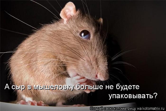 А сыр в мышеловку больше не будете упаковывать?... Котоматрица: А сыр в мышеловку больше не будете упаковывать?