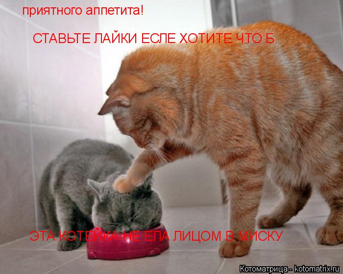 Котоматрица: приятного аппетита! СТАВЬТЕ ЛАЙКИ ЕСЛЕ ХОТИТЕ ЧТО Б  СТАВЬТЕ ЛАЙКИ ЕСЛЕ ХОТИТЕ ЧТО Б  ЭТА КОТЕЙКА НЕ ЕЛА ЛИЦОМ В МИСКУ ЭТА КОТЕЙКА НЕ ЕЛА ЛИЦ