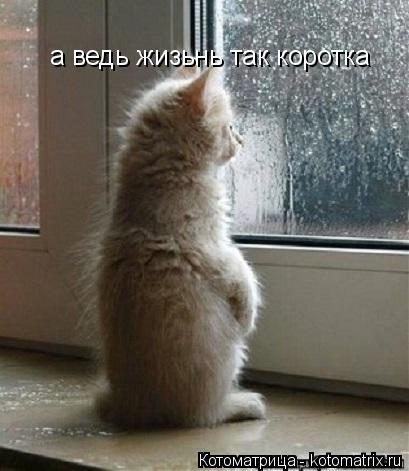 Котоматрица: а ведь жизьнь так коротка а ведь жизьнь так коротка