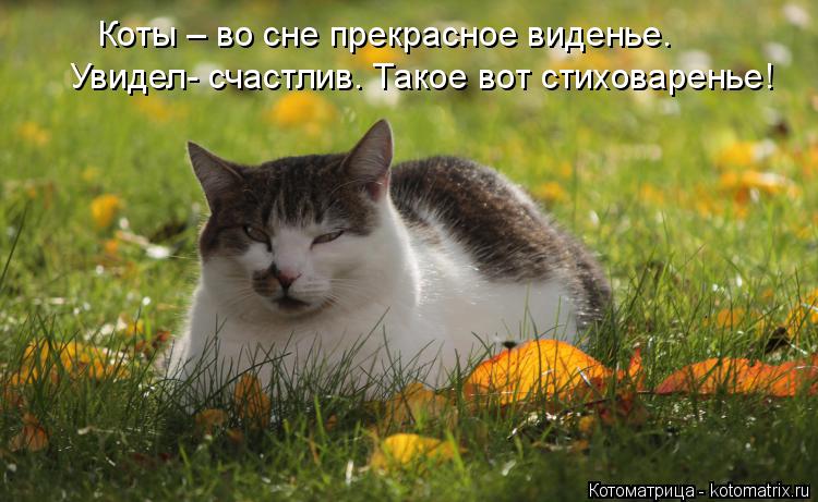 Котоматрица: Коты – во сне прекрасное виденье. Увидел- счастлив. Такое вот стиховаренье!
