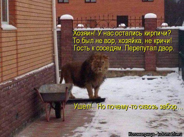 Котоматрица: Хозяин! У нас остались кирпичи? То был не вор, хозяйка, не кричи! Гость к соседям. Перепутал двор. Ушел!.. Но почему-то сквозь забор…